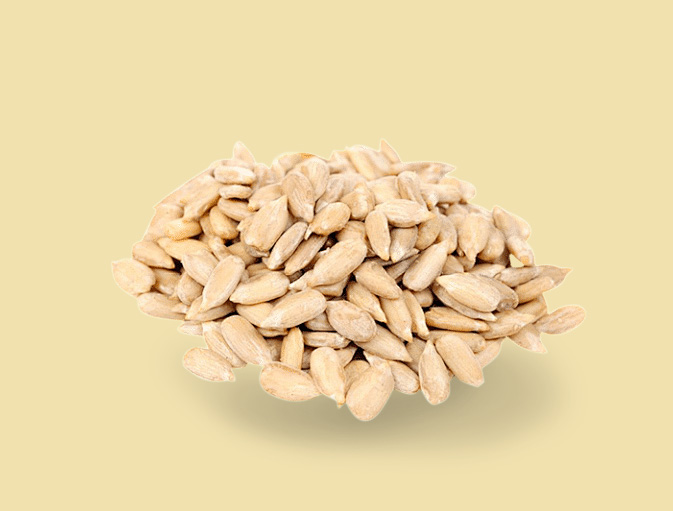 Sunflower seed kernel 